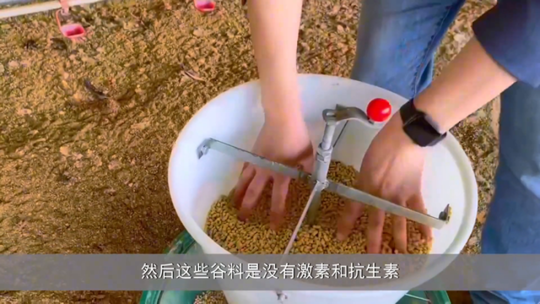 一个种养结合的生态农场，如何低门槛的打造养殖模块，