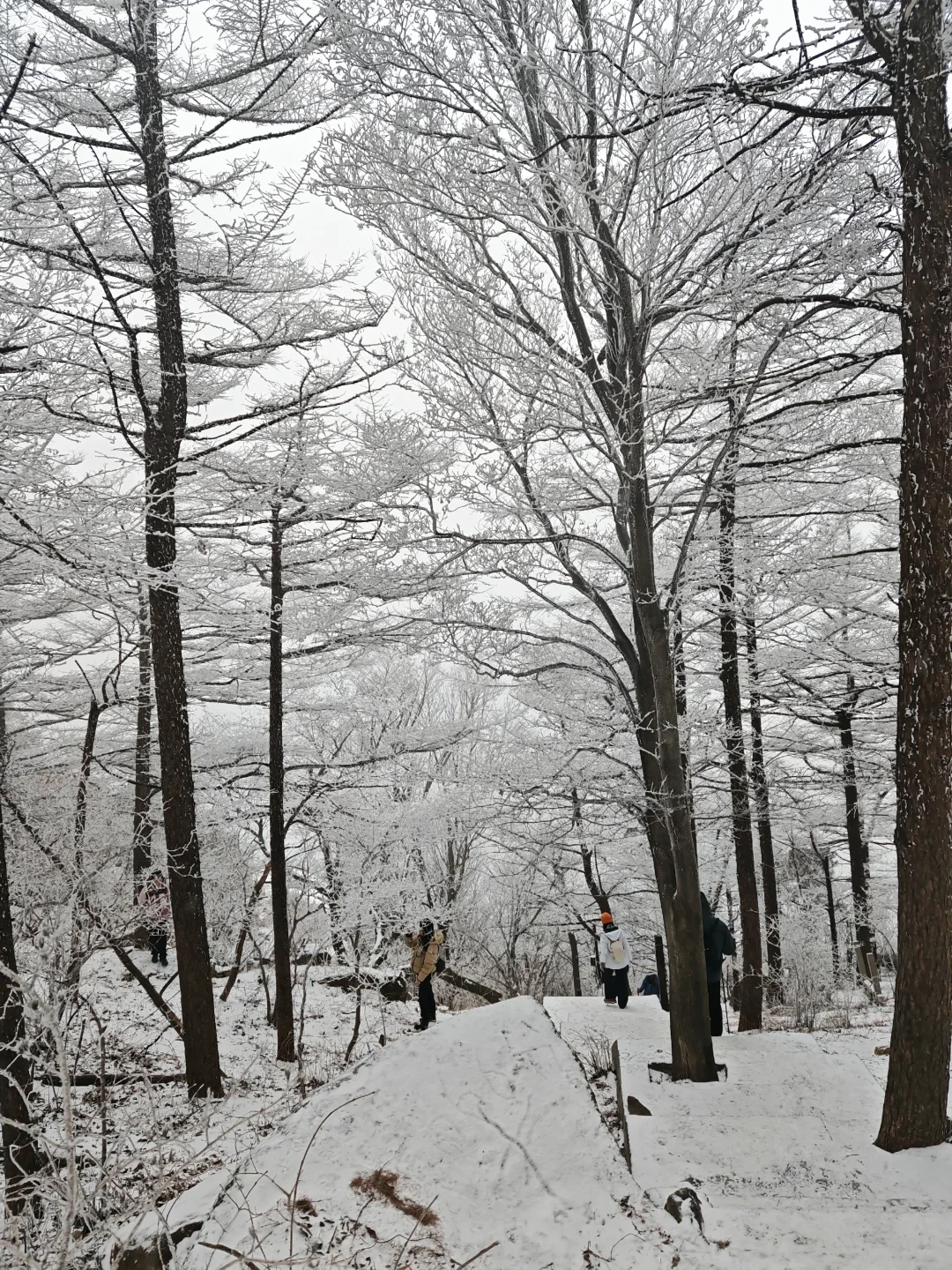 云海+雾凇,崂山限定浪漫❄️附保姆级指南