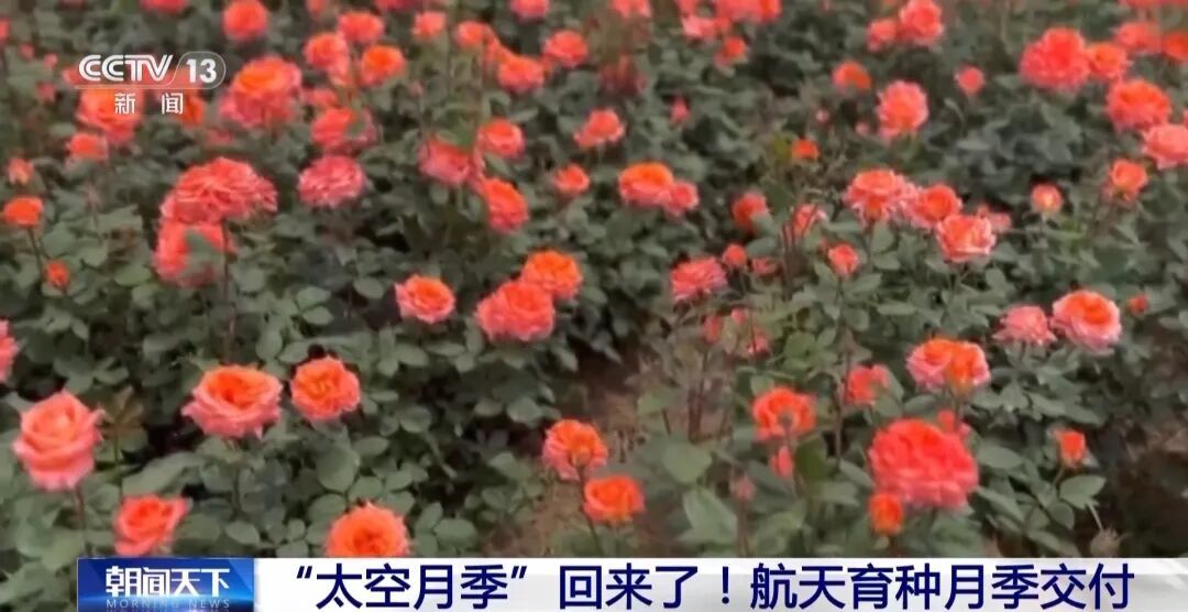 “太空月季”回来了!航天育种新进展→