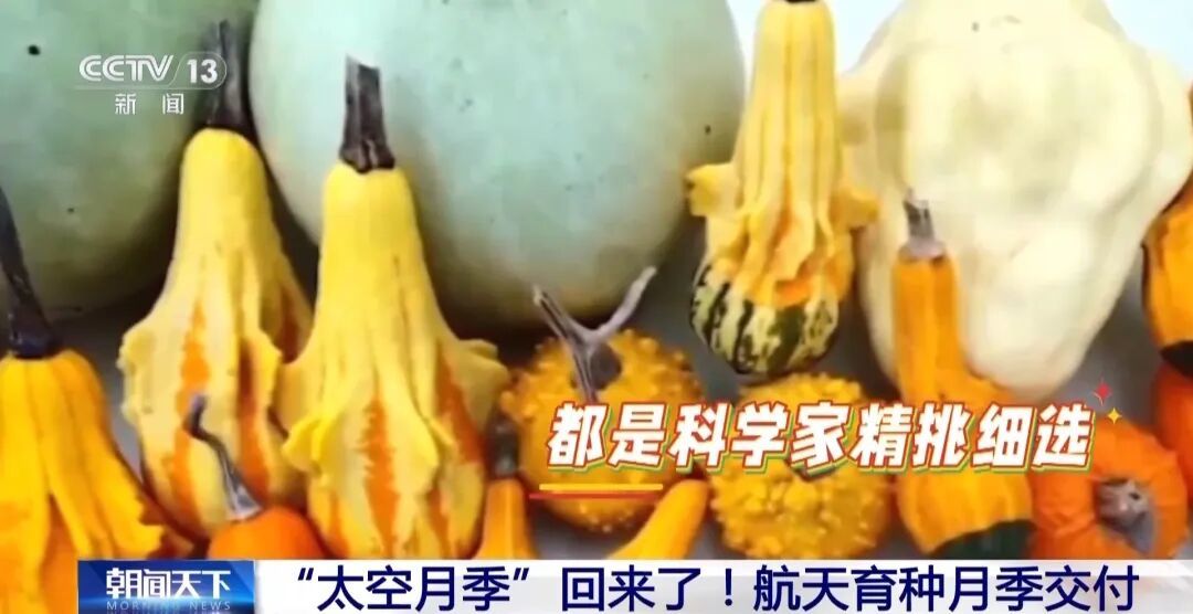 “太空月季”回来了!航天育种新进展→
