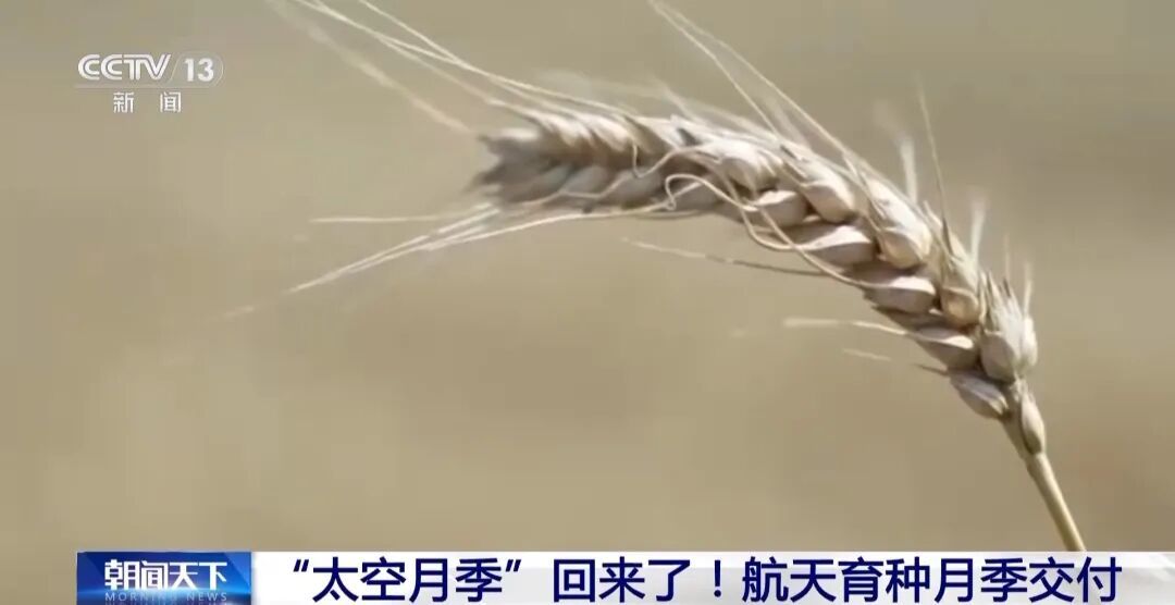 “太空月季”回来了!航天育种新进展→
