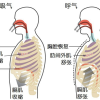 用腹式呼吸还是胸式呼吸好？