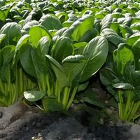 种菜不用瞎跟风！4 个核心秘诀，助力蔬菜丰收