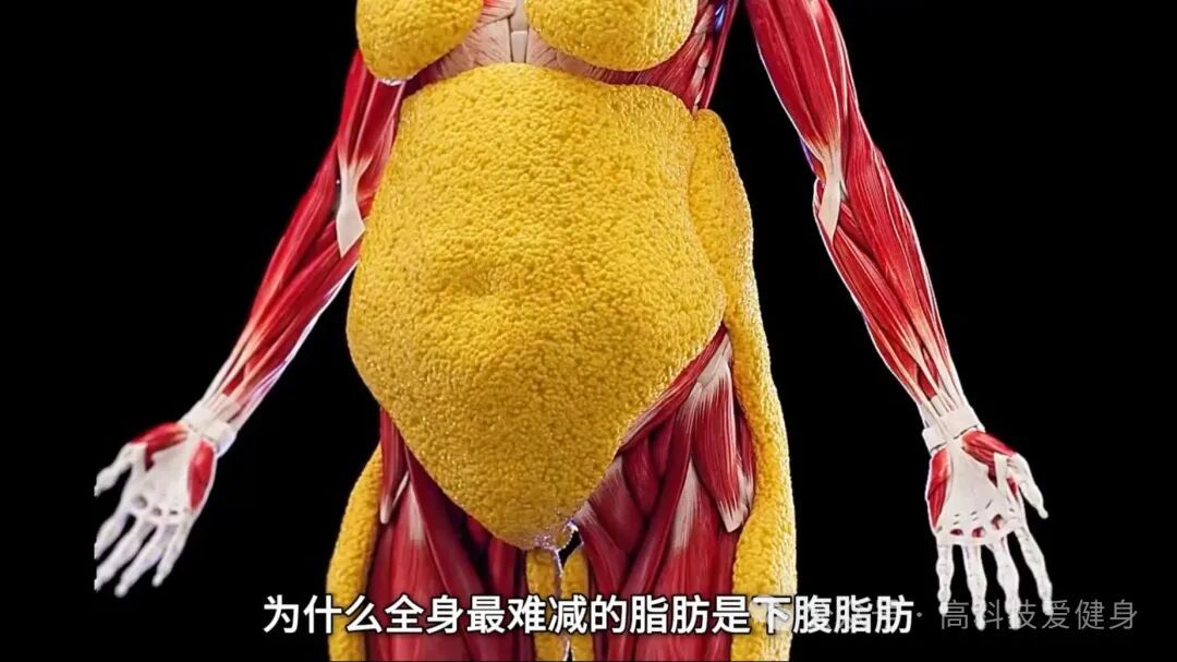 健康“杀手”就藏在肚子里:内脏脂肪为什么这么难缠?——8个科学步骤让它彻底消失!