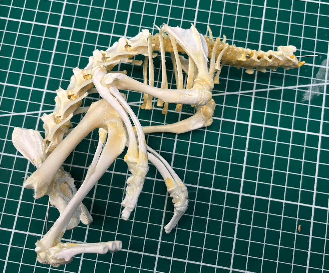 兔子骨骼标本制作