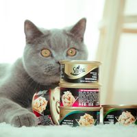 希宝vs有鱼猫罐头怎么选？58位养猫人真实体验告诉你答案
