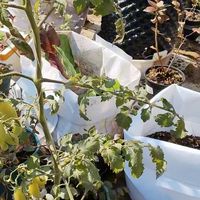 四川攀枝花种植绿手指番茄