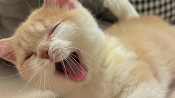 猫咪偏瘦想发腮长肉？增肥长肉优质猫粮选这些！