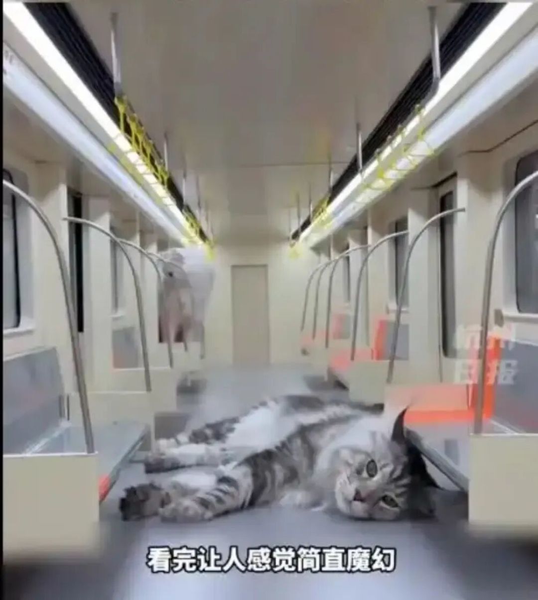 两天时间里就播放过亿?博主竟然给，自家猫猫建造了一座“猫猫城”?!