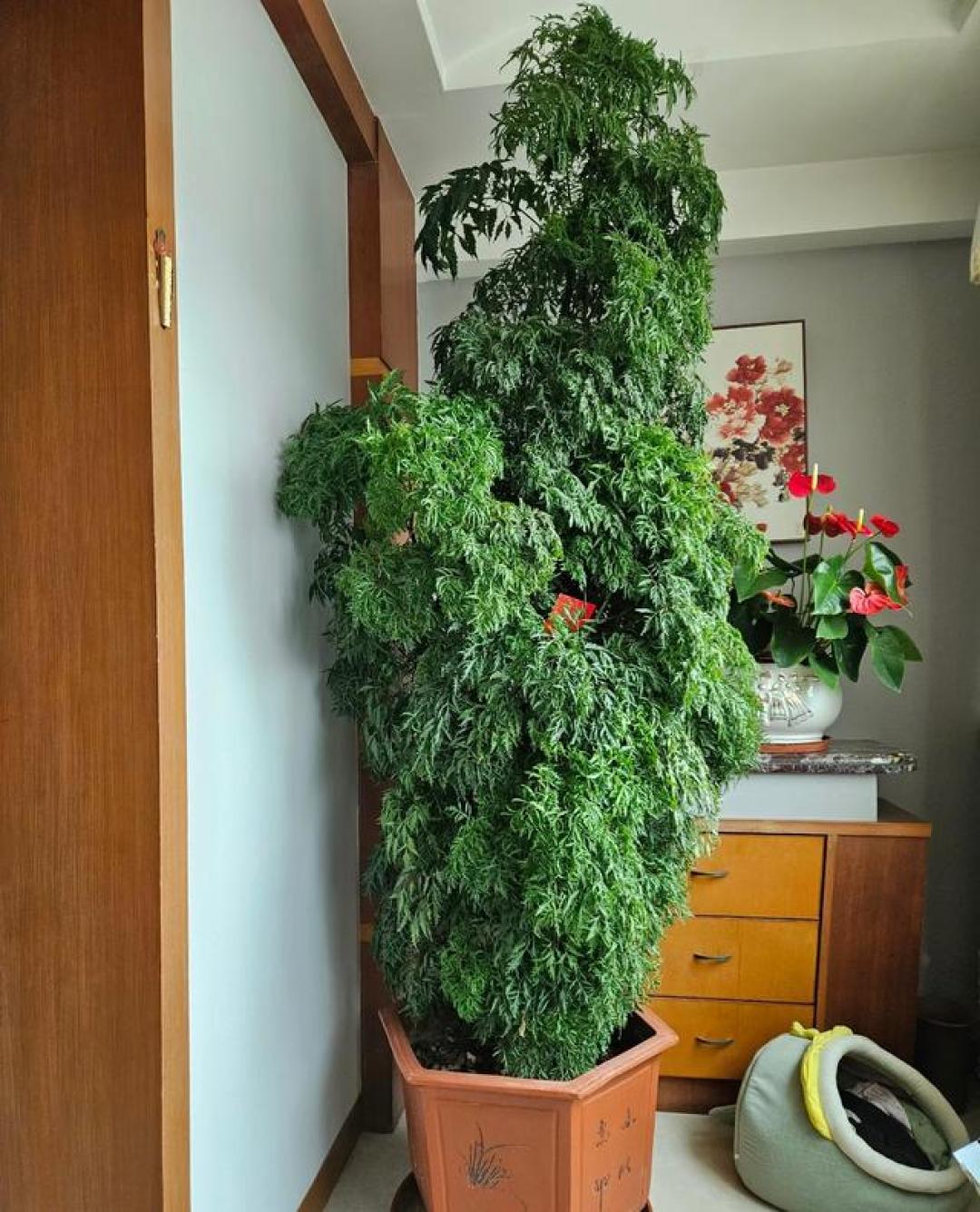 有种可在室内养的树,号称“软装神器”,打理简单,很少人知道!