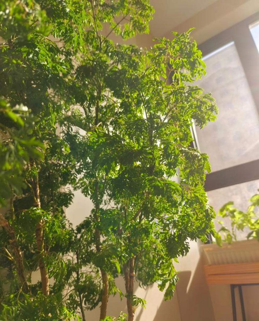 有种可在室内养的树,号称“软装神器”,打理简单,很少人知道!