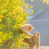 3 组真实家庭实测！彩虹猫屋 100 天使用反馈