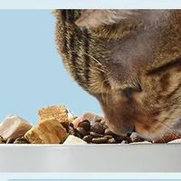 7款成幼猫粮大集合，120元左右就能拿下，网易严选等多款任你挑！