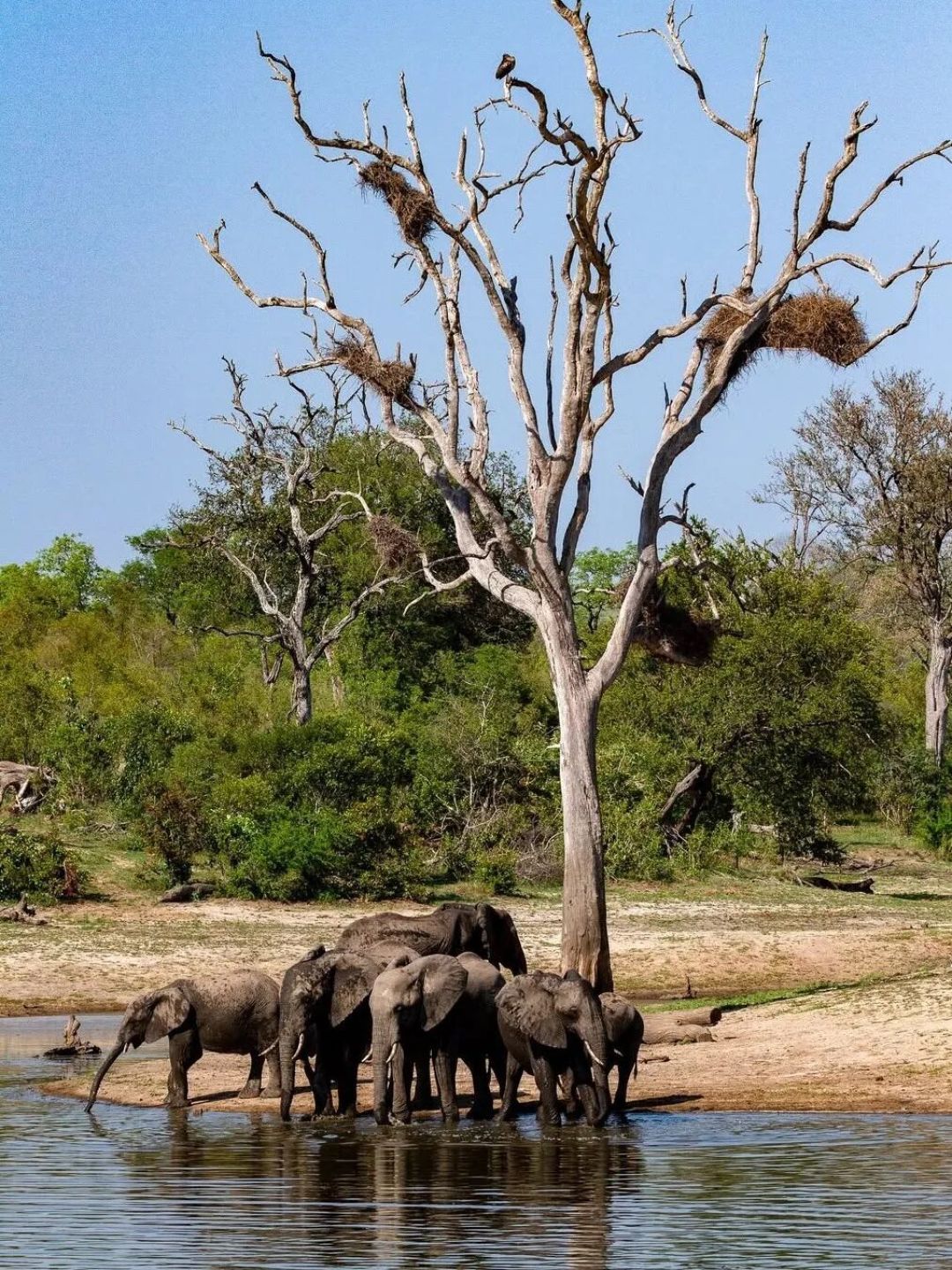 南非过大年|大克鲁格生态圈Safari游览攻略