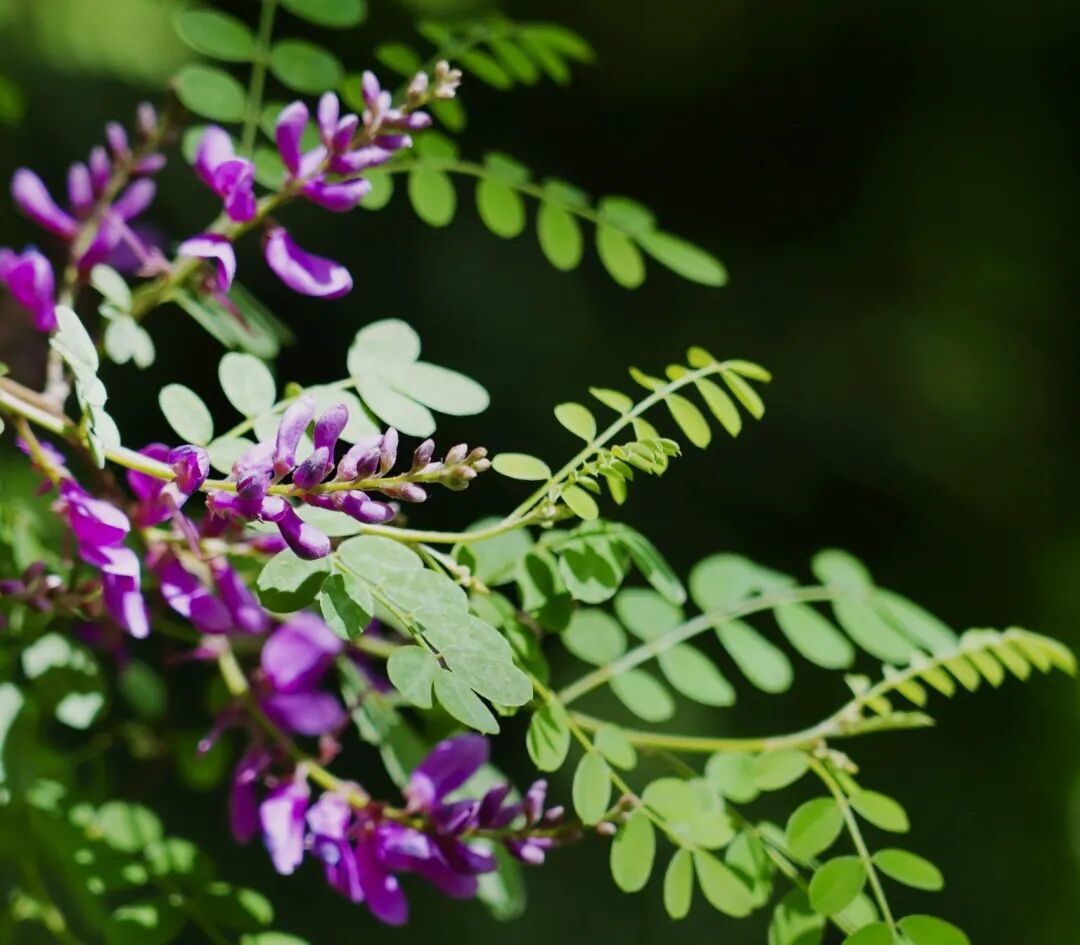 古代蓝染有哪些植物?起缸的化学方程式?科学原理?
