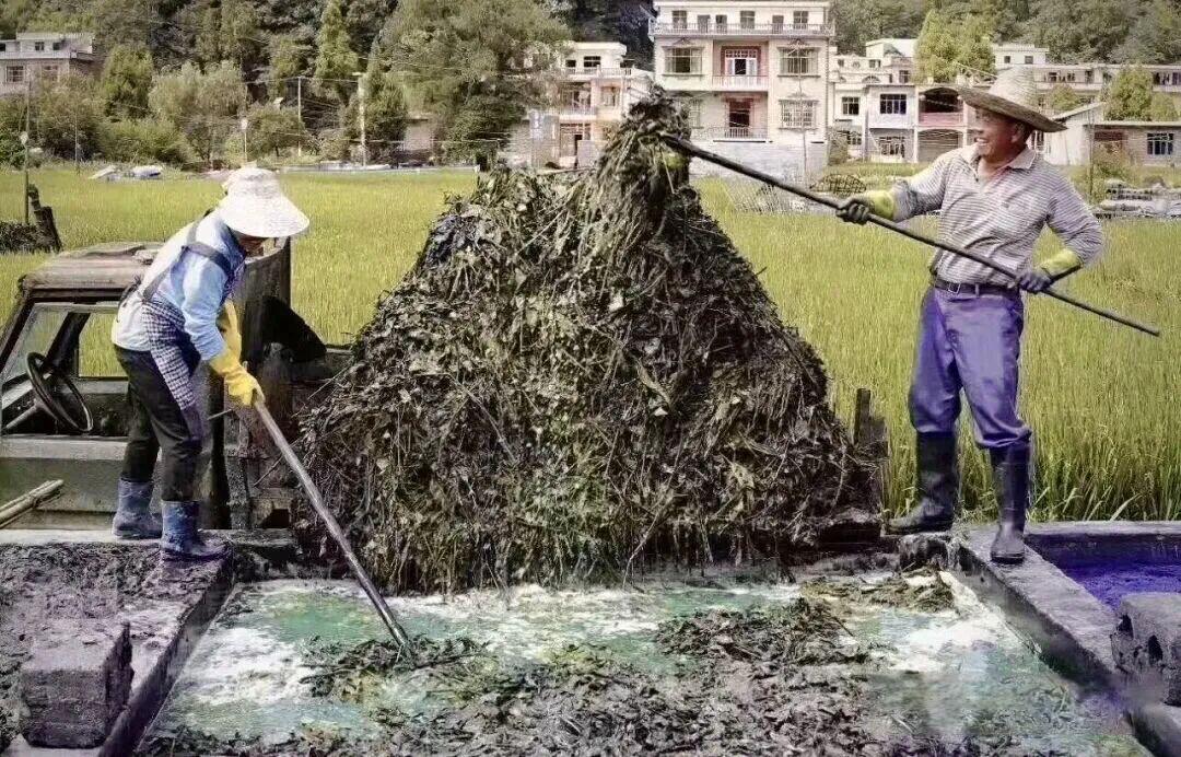 古代蓝染有哪些植物?起缸的化学方程式?科学原理?