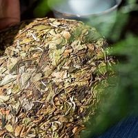 贡眉白茶为何被老饕茶客们视为私房珍藏?