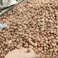 老农偷偷提醒我，这种花生米别买，再便宜也不要，看完记心上