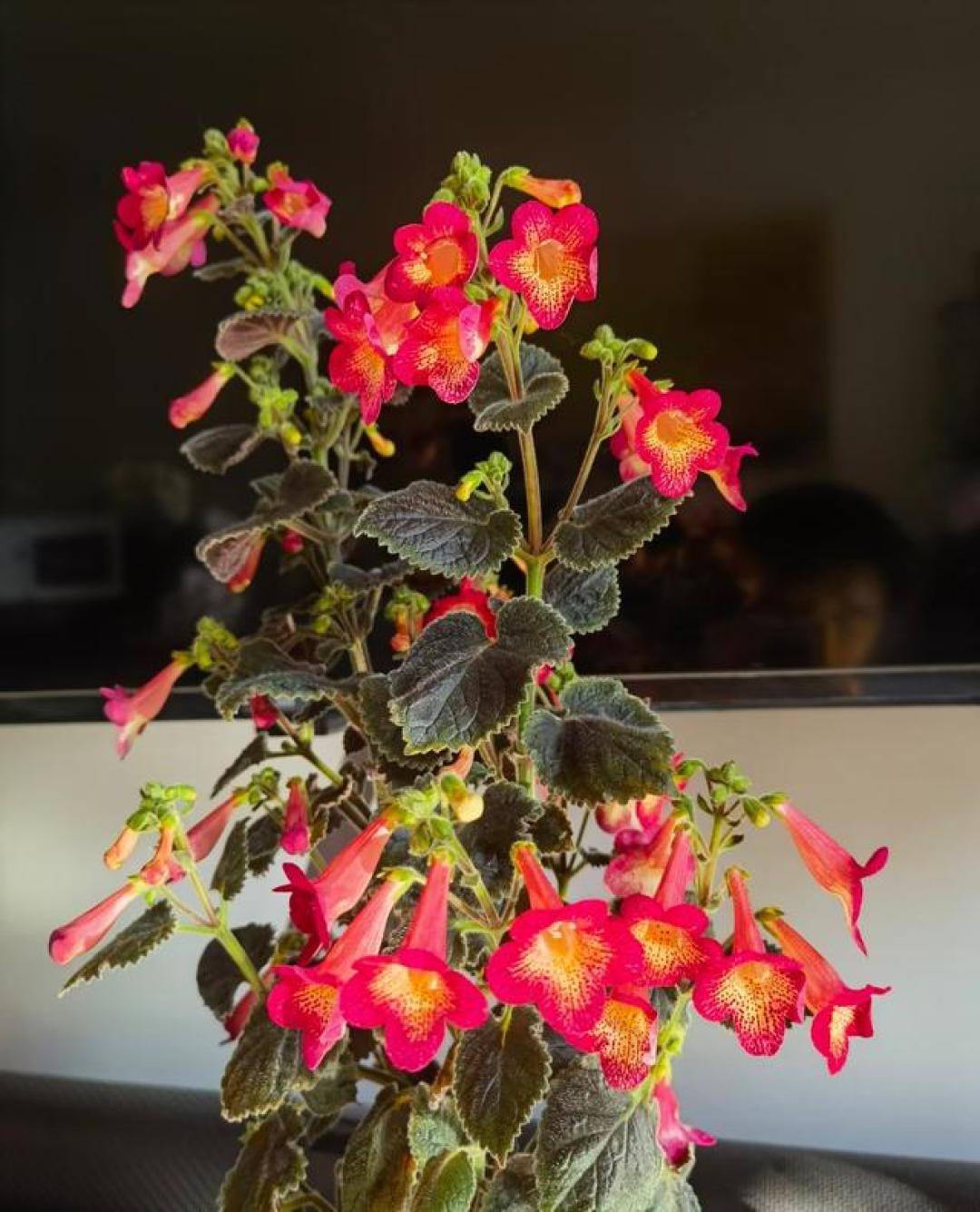 阳台光照少,就养“这种花”,花叶俱美,耐阴好养,花期好几个月