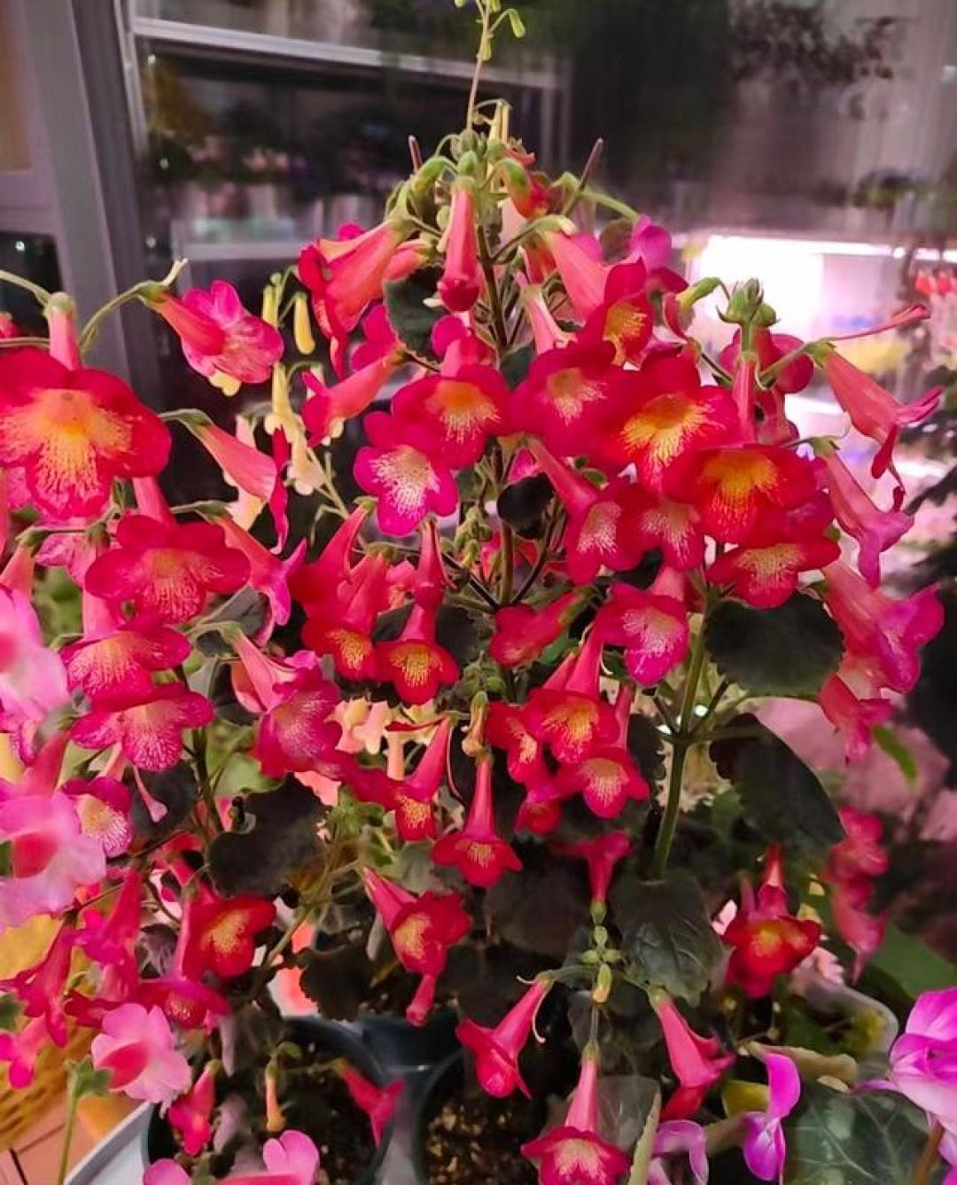 阳台光照少,就养“这种花”,花叶俱美,耐阴好养,花期好几个月