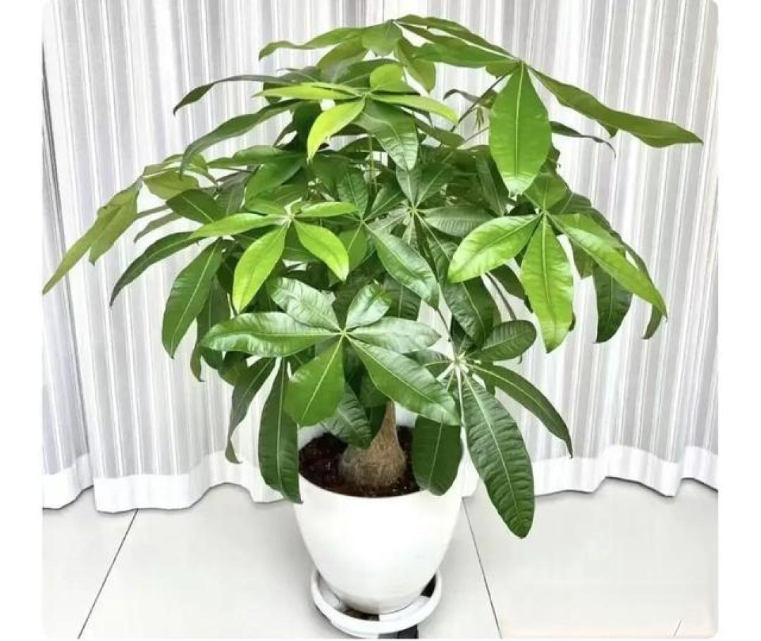 这4种“镇宅花”火了!聪明人家里都养,越养越有福气