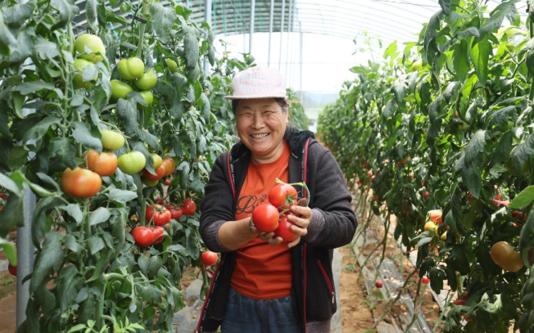 这才是种菜的核心方法,脱离了这几点,其他再好的方法也是白搭