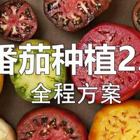 【番茄种植🍅2.0】EP.1 种前须知 学农业就是学哲学 农业种植思维两个禁止  | 高效全程管理方案