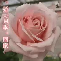 一场跨越山海的温暖情义#@云新闻(云南日报) @石榴云 #娇龙月季回家@直击现场的报道