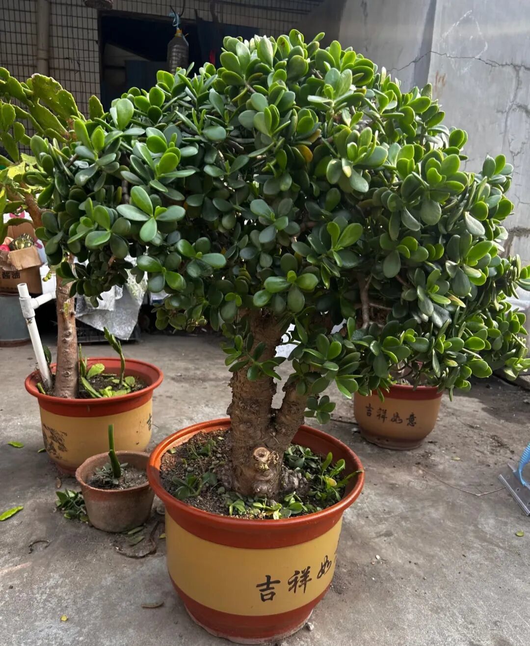 5种“懒人”花,越懒长得越旺,一个月浇两次水,旱不死适合懒人养