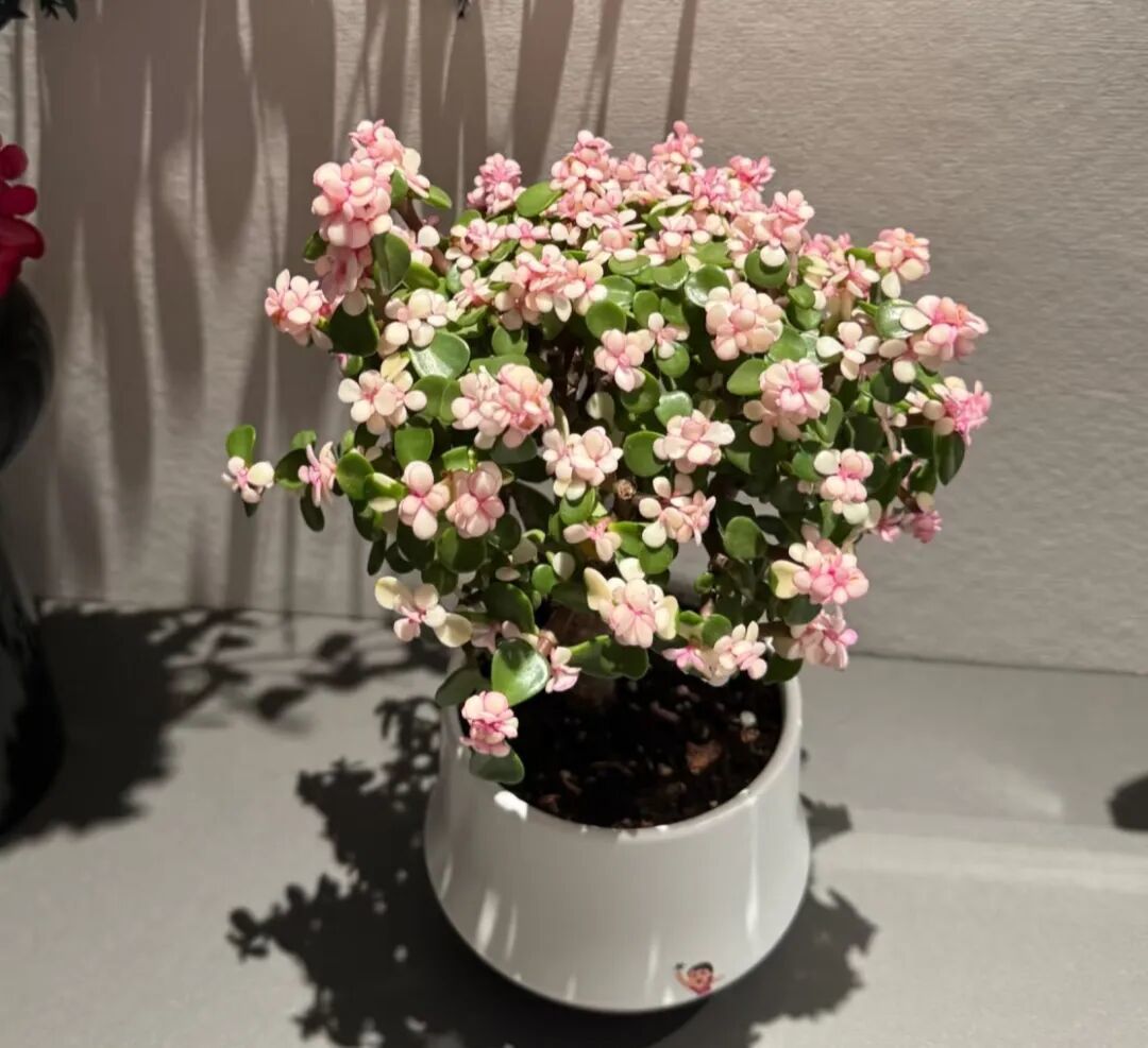 5种“懒人”花,越懒长得越旺,一个月浇两次水,旱不死适合懒人养