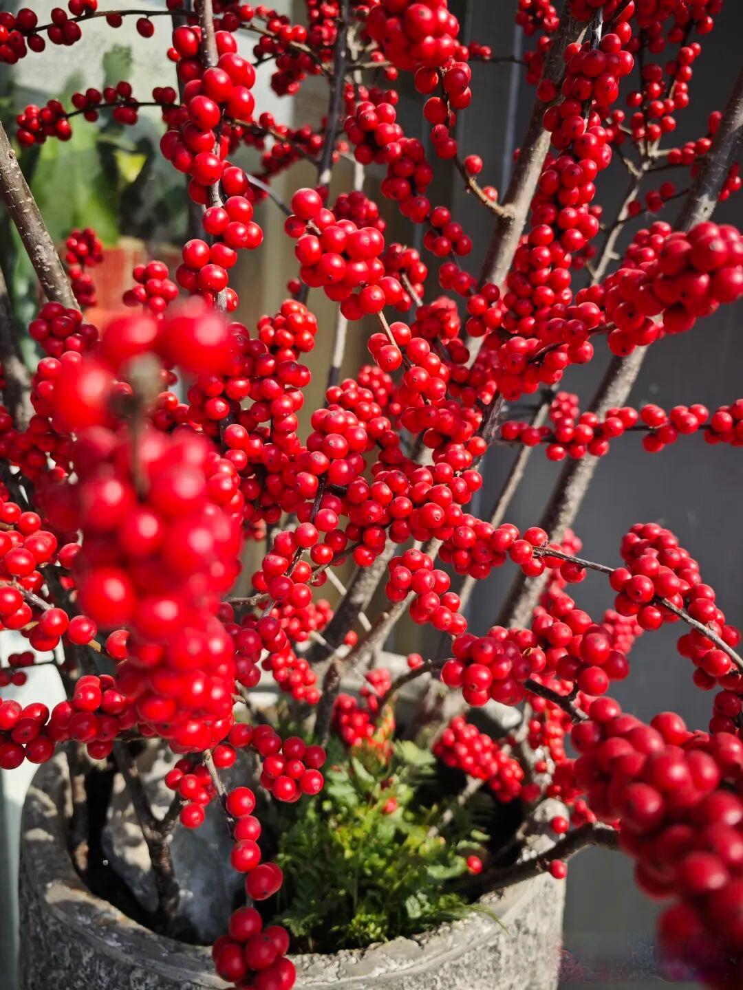 春节年宵花大家准备买哪些?