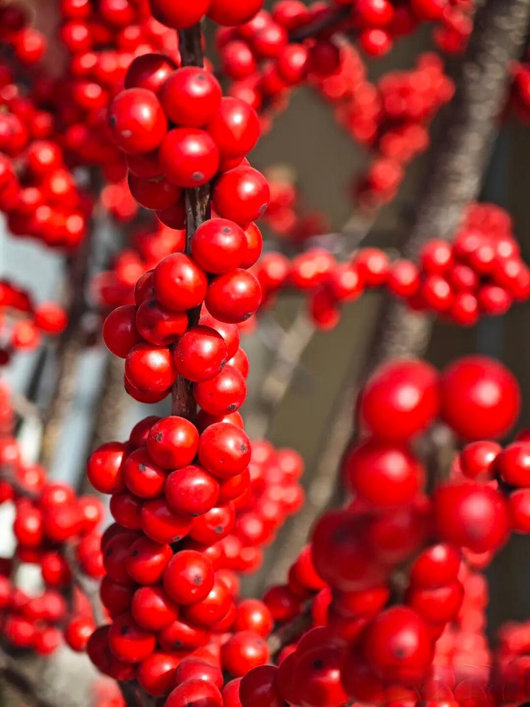春节年宵花大家准备买哪些?