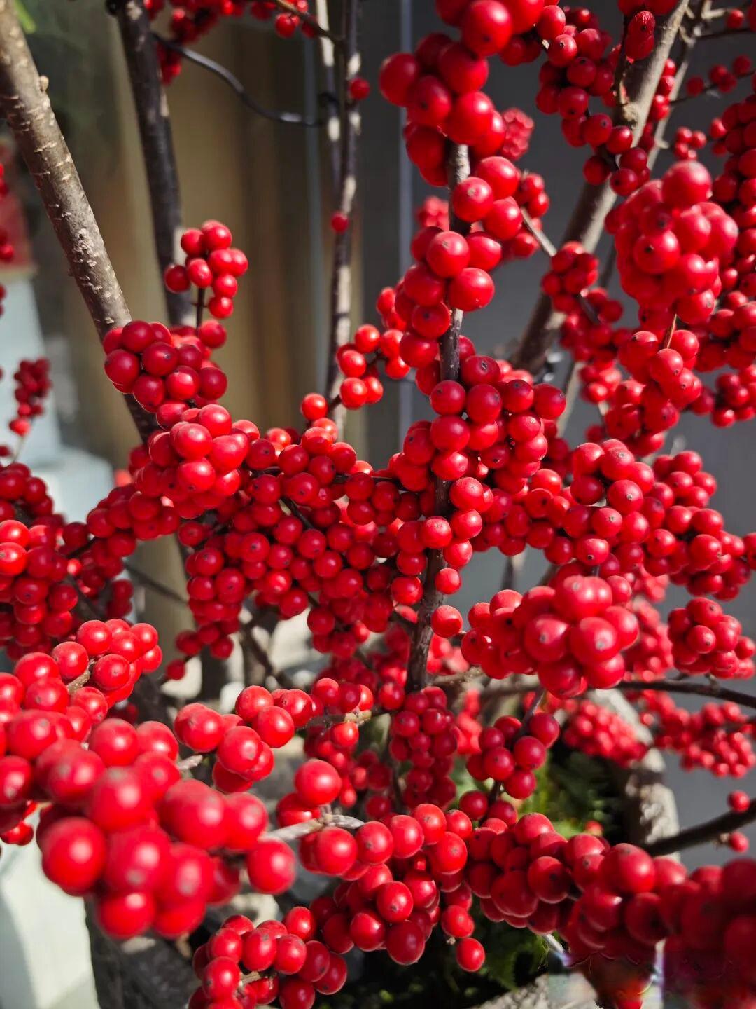 春节年宵花大家准备买哪些?