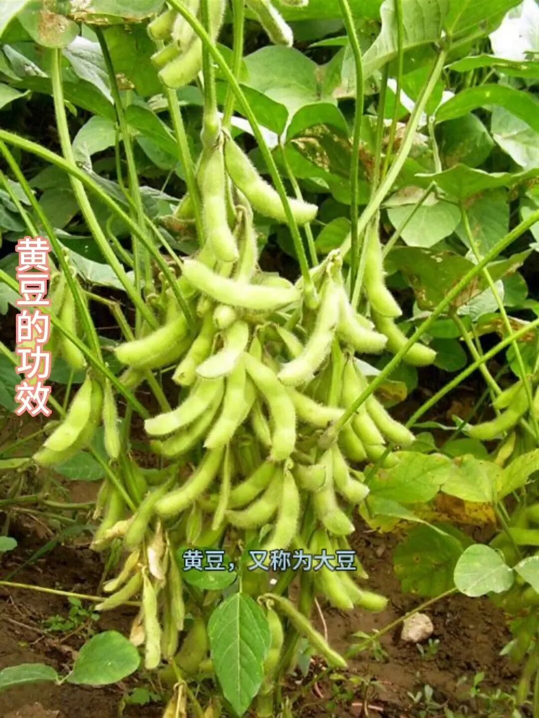 民以食为天——五谷杂粮的终极干货:老祖宗传下的养生密码,当代人必看