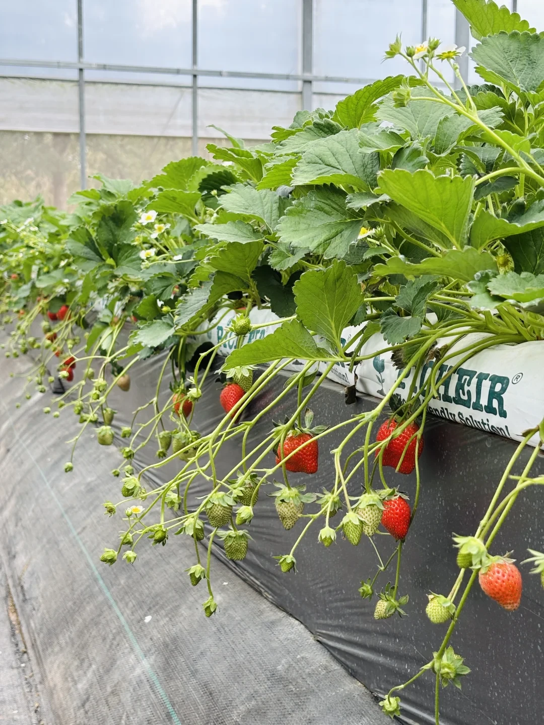 轻松的冬日遛娃~去农场摘草莓🍓蓝莓🫐