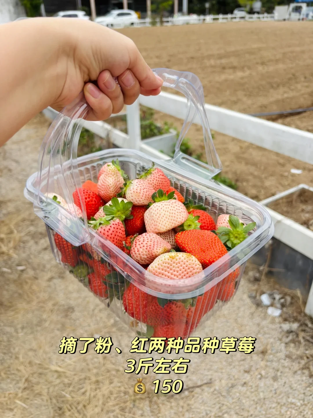 轻松的冬日遛娃~去农场摘草莓🍓蓝莓🫐