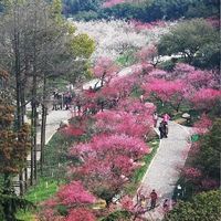 江南三大赏梅胜地之一:杭州 • 超山红梅已如期绽放 | 赏梅全攻略:一场穿越唐宋的暗香之旅