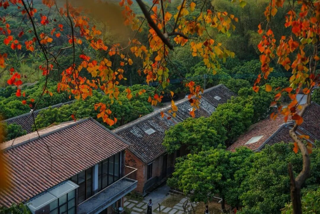 粤宿故事·广州丨菁木山舍民宿创始人高文中:保留乡村的本真,让客人能触摸到这里的历史,感受到家的温度,打造一座能留住人的山野秘境!