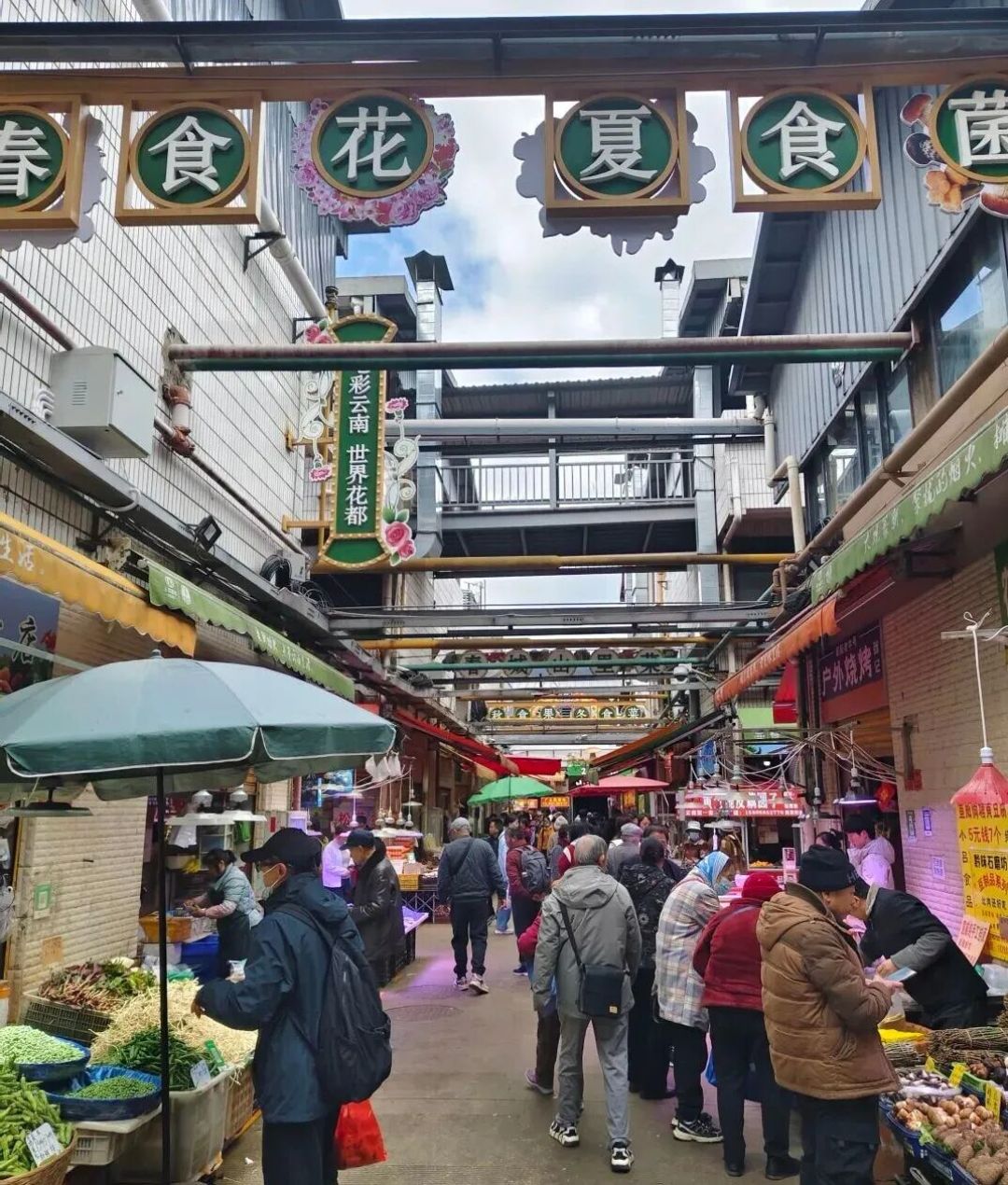 冬季到昆明喂海鸥、赏花、品美食推荐