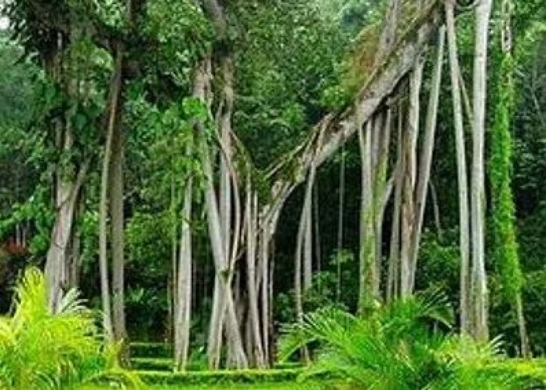 2026寒假（1）：西双版纳热带植物园 | 深度自然探索 植物 鸟类 昆虫 雨林徒步 科学考察 5天4晚