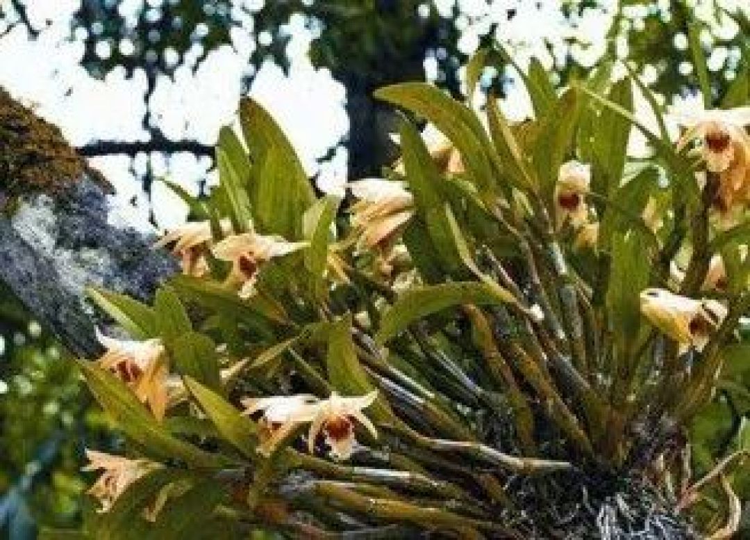 2026寒假（1）：西双版纳热带植物园 | 深度自然探索 植物 鸟类 昆虫 雨林徒步 科学考察 5天4晚