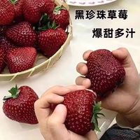 300/斤的黑草莓火了!苏州已上市