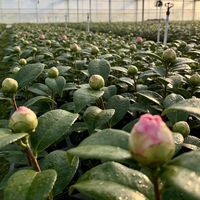 年花茶花如何在网上买跟养护，经济又实惠