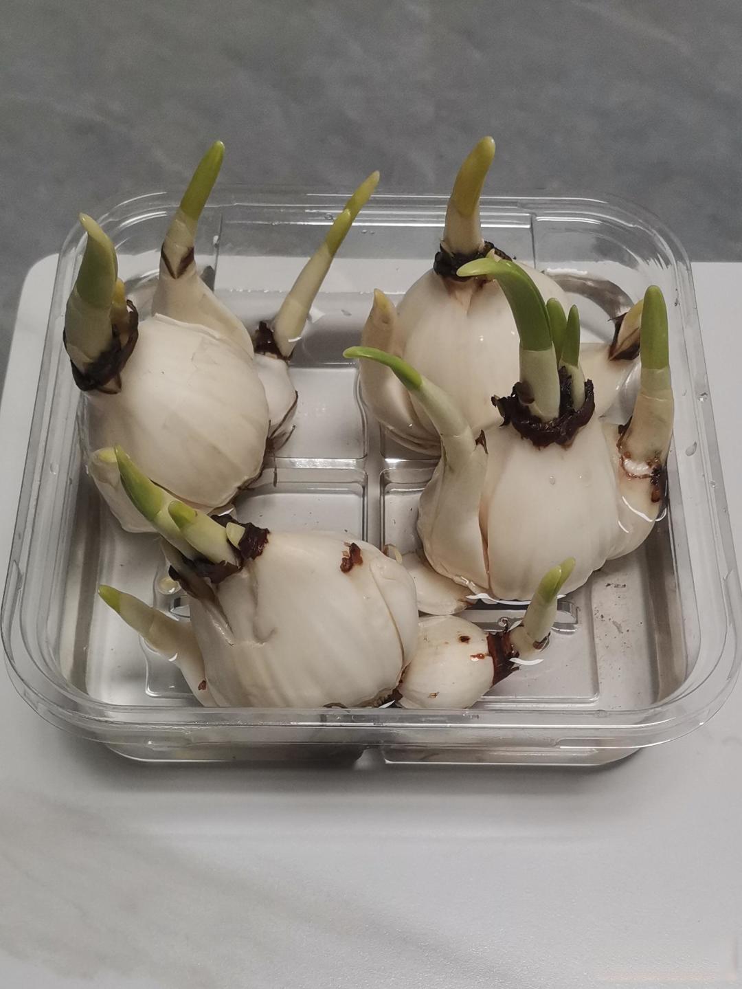 如何培植水仙花?