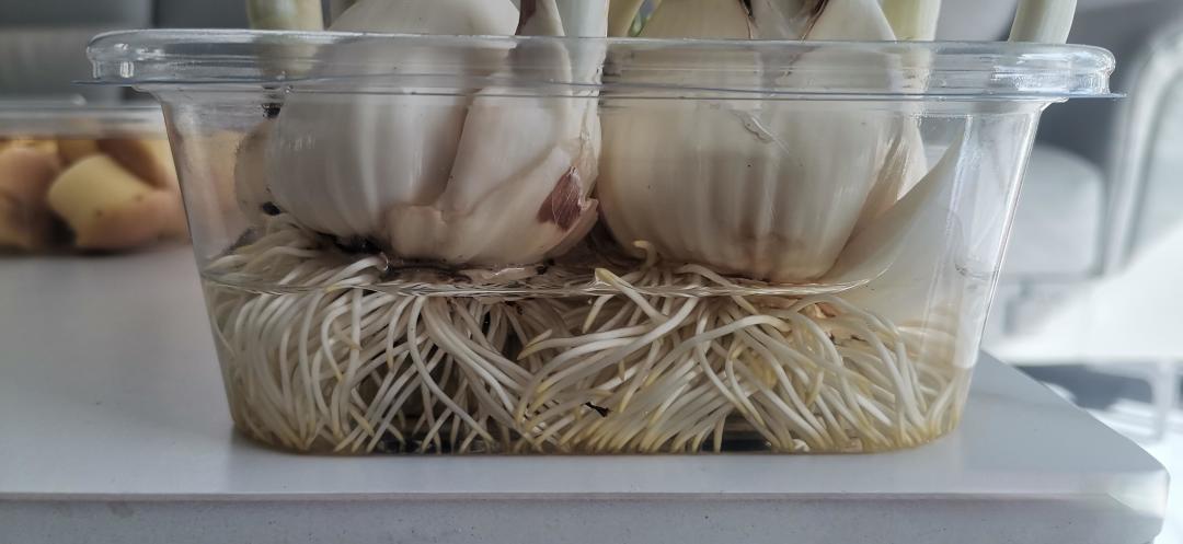 如何培植水仙花?
