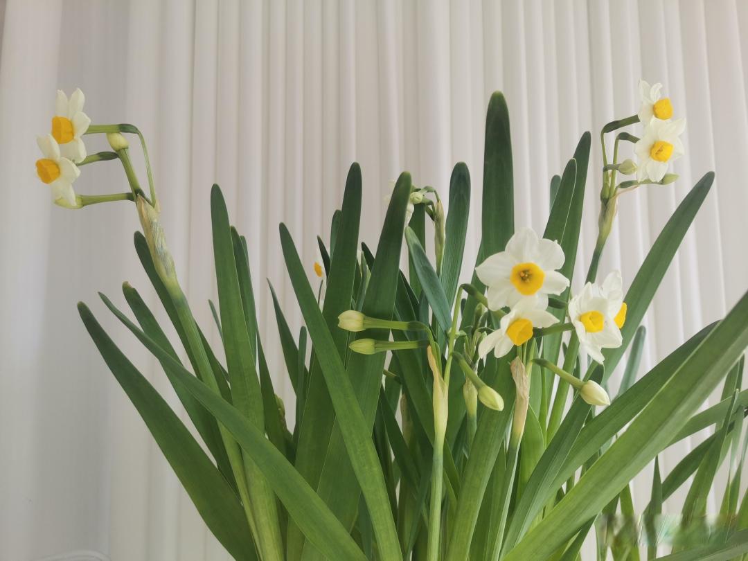如何培植水仙花?