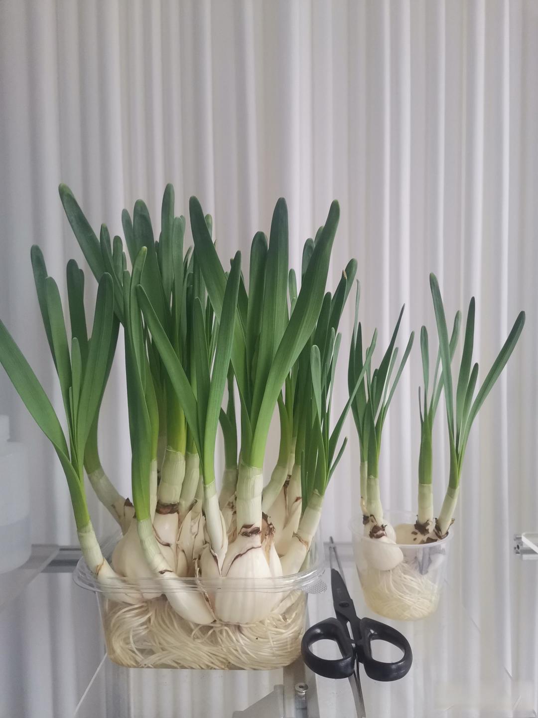如何培植水仙花?