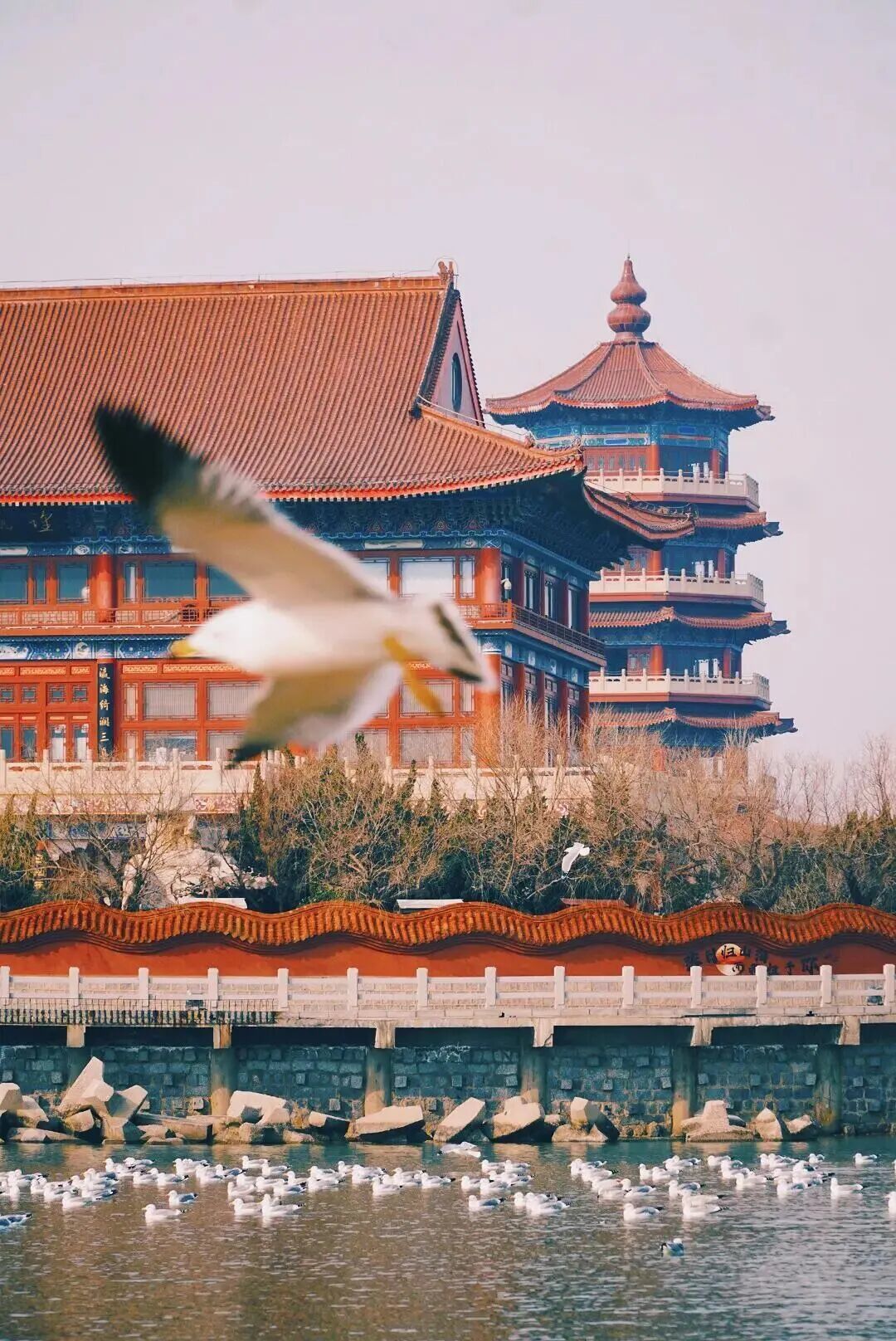 这个冬天,总要去一次烟台吧!