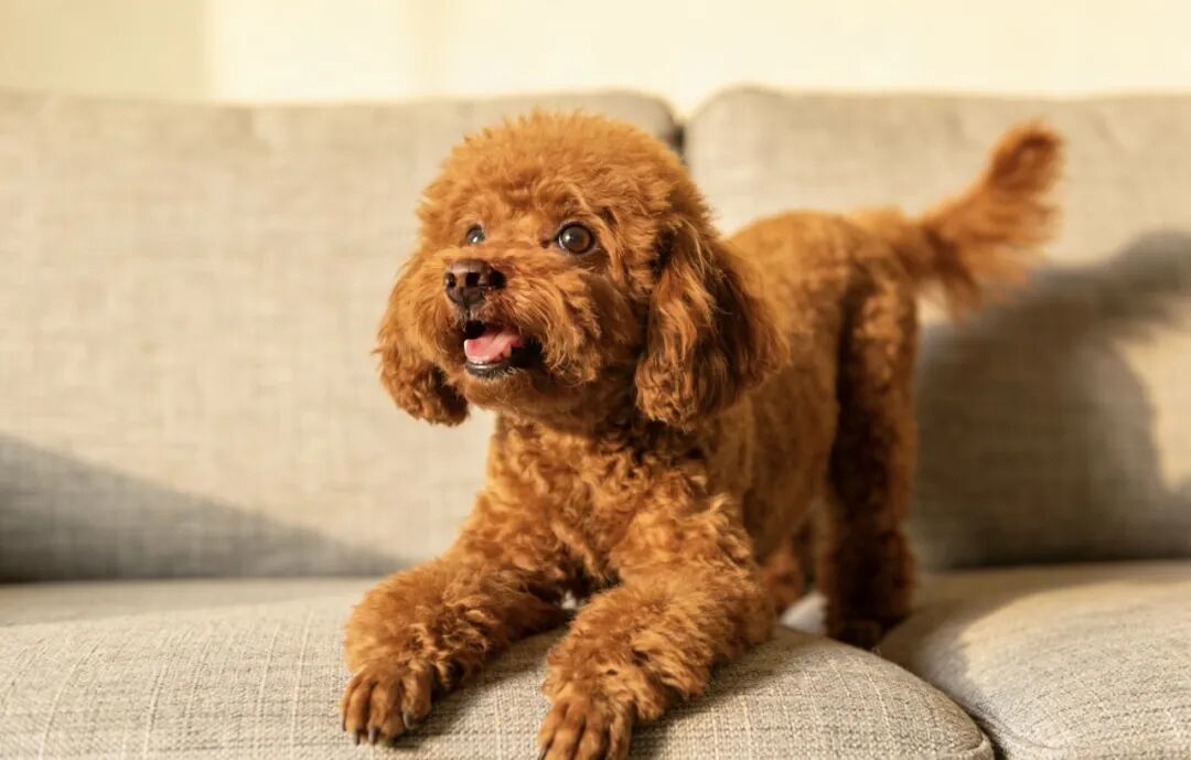 选对犬种,是十年陪伴的第一步