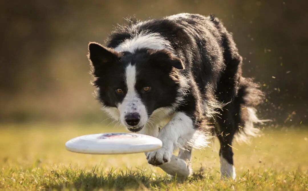 选对犬种,是十年陪伴的第一步